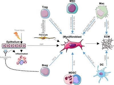 Regulatory Immune Cells in Idiopathic Pulmonary Fibrosis: Friends or Foes?